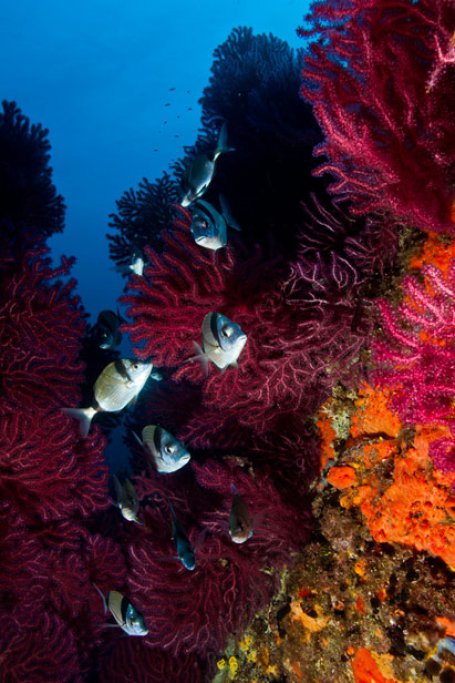 Plongez dans les fonds marins