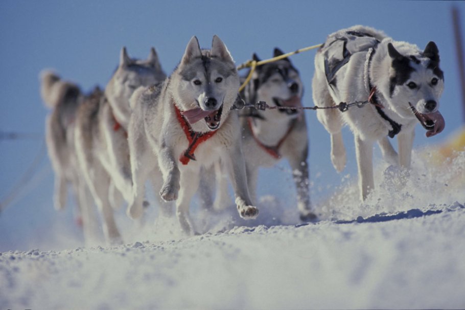 Une activité originale: la balade en chiens de traineaux